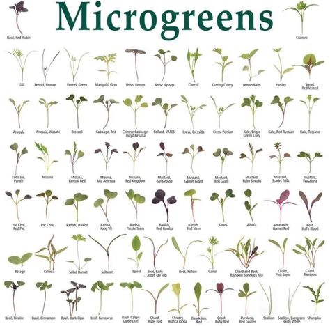 Microgreens Garden, Micro Garden, Micro Greens, Hydroponic Farming, Growing Microgreens, Veg Garden, Hydroponic Gardening, Food Garden, Planting Vegetables