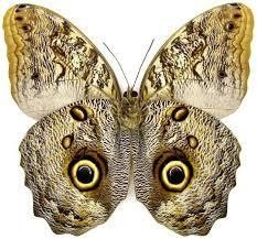 Giant Owl, Emperor Butterfly, Fierce Eyes, Owl Butterfly, Forest Owl, Real Butterfly Wings, Butterfly Images, Resin Uses, Butterfly Painting