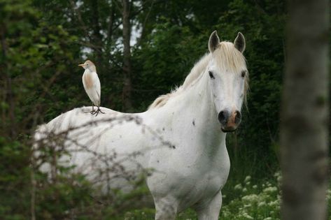 Le Camargue - Un Camargue avec un oiseau perché sur sa croupe Camargue Horse, Pony Breeds, Horse Breeds, Art Project, Provence, Monaco, Art Projects, Horses, Paris