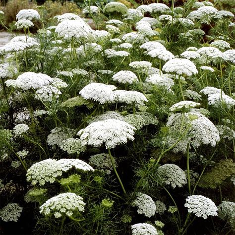 PRICES MAY VARY. Feature. Queen Anne's lace (Daucus carota) is a sturdy, elegant, and low-maintenance annual plant that produces an abundance of delicate pure white flowers. USDA Hardiness Zone. Daucus carota, whose common names include wild carrot, European wild carrot, bird's nest, bishop's lace, and Queen Anne's lace, can grow in 4-10 (USDA). Mature size. Daucus carota is a BIENNIAL growing to 1.2 m (4ft) by 0.3 m (1ft in). Attract pollinators. Daucus carota is known for attracting bees, bene Ammi Visnaga, Wild Carrot, Queen Anne's Lace Flowers, Long Vase, Perennial Vegetables, Daucus Carota, Seed Shop, Seed Pack, Queen Anne's Lace