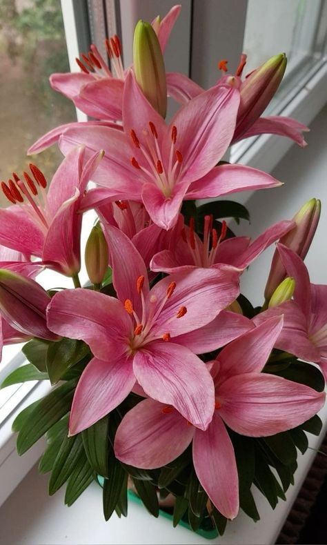 Lillys Flowers Bouquet, Pink Lillie’s, Lillies Flowers Aesthetic, Lilys Aesthetic Flower, Lilies Flowers Aesthetic, Lilly Aesthetic, Lily Flower Wallpaper, Lillies Flowers, Lilium Flower