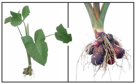 Gabi / Colocasia esculenia / Taro: Philippine Alternative Medicine / Herbal Medicine / StuartXchange Taro Plant, Hawaiian Plants, Body Tissues, Alternative Treatments, Medical Research, Ornamental Plants, Alternative Medicine, Medicinal Plants, Herbal Medicine