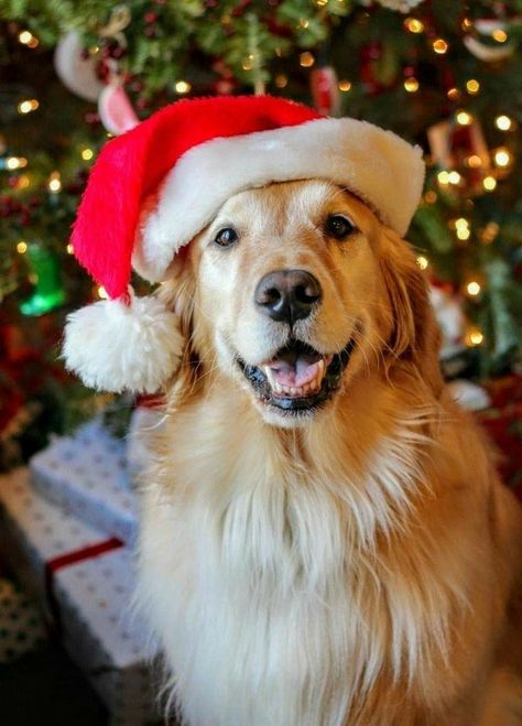 A Golden Retriever, Dog Christmas, For Dogs, A Dog, Golden Retriever, Essence, Christmas Tree, Pet, Dogs