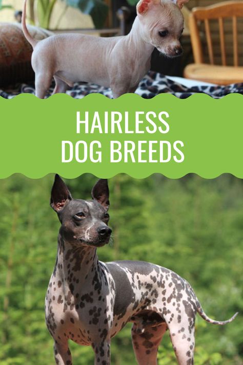 Hairless Dog Breeds, Hairless Dogs, Peruvian Hairless Dog, Herding Dogs Breeds, Mexican Hairless Dog, Short Haired Dogs, Rare Dog Breeds, Hairless Dog, Rare Dogs