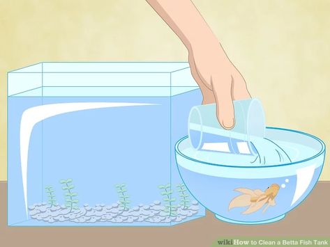 How to Clean a Betta Fish Tank: 11 Steps (with Pictures) - wikiHow Beta Fish Care, Fish Tank Cleaning, Mandala Png, Small Fish Tanks, Diy Fish Tank, Betta Fish Care, Cleaning Fish, Betta Tank, Betta Fish Tank