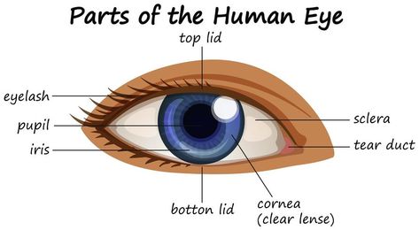 Human Eye Diagram, Parts Of An Eye, Birth Colors, Eye Anatomy, Eye Parts, Parts Of The Eye, Medical Doctor, Human Eye, Photos Hd