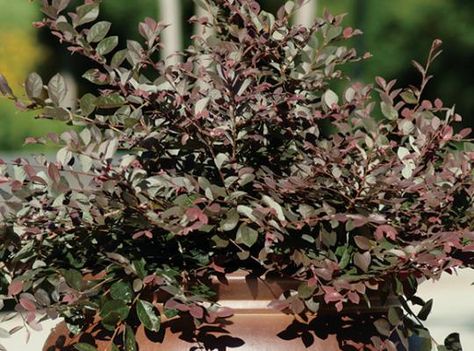 Loropetalum Cerise Charm | Star Roses & Plants Roses Plants, Front Landscaping, Small Leaf, Trees And Shrubs, Cool Plants, Roses, Plants, Flowers