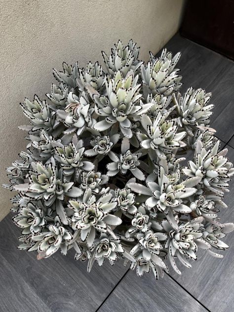 Kalanchoe tomentosa, panda plant Panda Plant, Bear Paw Succulent, Kalanchoe Flapjack, Kalanchoe Thyrsiflora, Kalanchoe Dragonfire, Kalanchoe Beharensis, Plant Images, Parts Of A Plant, Plant Pictures