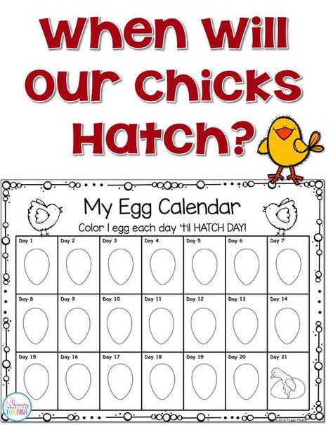 Hatching chicks in the classroom 101: Tips and Resources.  Hatching chicks in the classroom is probably my favorite activity every year! Not only is it a wonderful hands-on life science lesson, hatching chicks in the classroom also creates the perfect stage for you to teach concepts across the curriculum because your students are so engaged!  You can use this engagement for teaching content standards in science, math, reading, writing and art. Chicken Hatching Calendar, Chicken Hatching Activities, Hatching Eggs In The Classroom, Chicks In The Classroom, Hatching Chicks In The Classroom, Hatching Chicken Eggs, Incubating Chicken Eggs, Beans Growing, Chicken Hatching