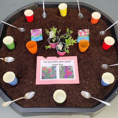 planting 
spring 
sweatpea
preschool activity 
early years
tuff tray activity Planting Activities For Kids, Plant Tuff Tray, Spring Tuff Tray Ideas Preschool, Growing Tuff Tray Ideas, Spring Tough Tray Ideas, Gardening Tuff Tray Ideas, Flowers Tuff Tray, Flower Tuff Tray, Easter Tuff Tray