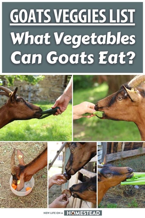 Goat Proof Garden, Goat Snacks For Goats, What Can Goats Eat, Goat Food List, All About Goats, What Do Goats Eat, Goat Treats Recipes, Goat Hut, Goat Homestead