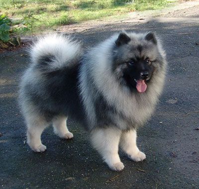 Looks just like our Keeshond Keeshond Puppy, Keeshond Dog, Dutch Barge, Spitz Dogs, Dog Lady, Rhodesian Ridgeback, Types Of Dogs, Weimaraner, Chow Chow