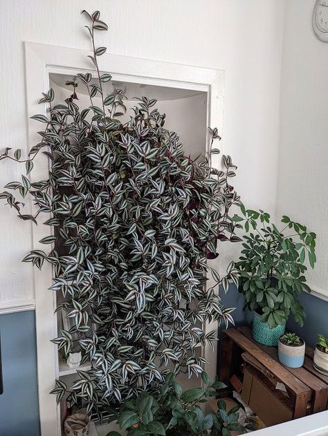 How to Grow Wandering Jew Like a Vine Wandering Jew Plant, Small House Garden, Companion Planting Vegetables, New Avatar, Wandering Jew, Herb Containers, Herb Garden Design, Vertical Garden Diy, Just Live