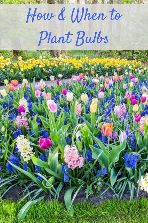 Modern Garden Landscape, When To Plant Bulbs, Bulbs Garden Design, Spring Bulbs Garden, Perennial Garden Plans, Creative Garden Decor, Plant Bulbs, Landscape Design Ideas, Flower Bed Designs