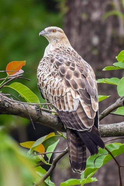 Pernis ptilorhynchus, Crested Honey Buzzard. A large raptor of lowland and montane broadleaf and mixed forests, breeding in Siberia and Japan, wintering in Southeast Asia and the Indian subcontinent. It is also year-round resident in these latter areas where it inhabits tropical forests from lowlands up into montane areas. It is known to congregate in large flocks of up to thousands during migration. It raids wasp and bee nests, although it prefers bee and wasp larvae over their honey. Honey Buzzard, Side Character, Tropical Forests, Indian Subcontinent, Bees And Wasps, Buzzard, Nature Birds, Tropical Forest, Birds Of Prey