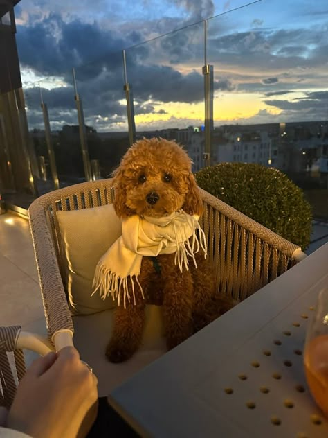 Poodle Aesthetic, Toy Poodle Apricot, Romantic Animals, Puppy Things, Cute Doggos, Poodle Grooming, Toy Poodle Puppies, Poodle Love, Poodle Puppies