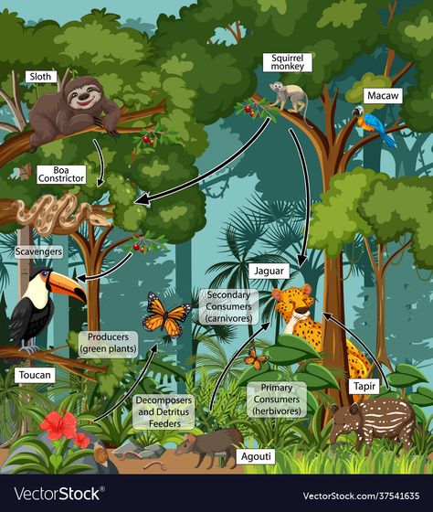 Ecosystem Drawing, Rainforest Food Web, Rainforest Map, Amazon Rainforest Animals, Rainforest Ecosystem, Biomes Project, Rainforest Biome, Ecosystems Projects, Squirrel Monkey