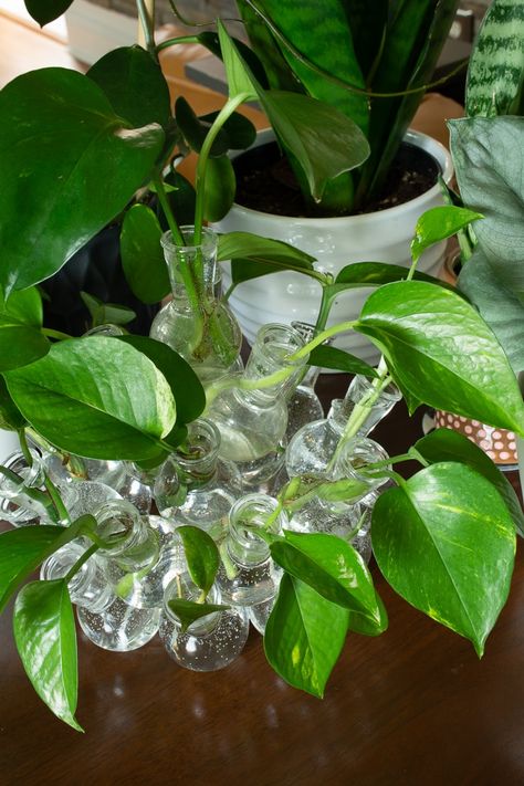 How To Propagate Pothos In Water, Propagating Pothos In Water, Pothos Propagation, Propagate Pothos, Pothos In Water, Pothos Cuttings, Plants From Cuttings, Pothos Plants, Golden Pothos