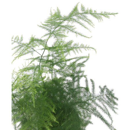 Fern Leaf Plumosus Asparagus Fern - 4" Pot- Easy to Grow Houseplant - Live Plant Image 3 of 5 Venus Flytrap Plant, Growing Asparagus, Asparagus Plant, Christmas Cactus Plant, Garden Privacy, Asparagus Fern, Plant Delivery, Fern Leaf, Fairy Garden Houses