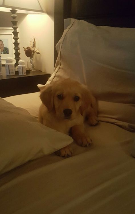 This was the first night we brought Coco home. She was 8 weeks old. I can't believe how much she's grown! Golden Retriever Golden Retriever Baby, Golden Labs, Puppy Wallpaper, Golden Puppy, Cute Little Puppies, Golden Retriever Puppy, Golden Dog, Little Puppies