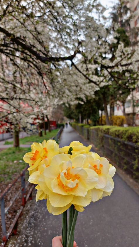 Daffodil Flower Aesthetic Wallpaper, Daffodil Flower Aesthetic, Daffodil Aesthetic, Daffodils Aesthetic, Daffodil Wallpaper, Instagram Creative Ideas, Daffodil Flower, Spring Wallpaper, Late Spring