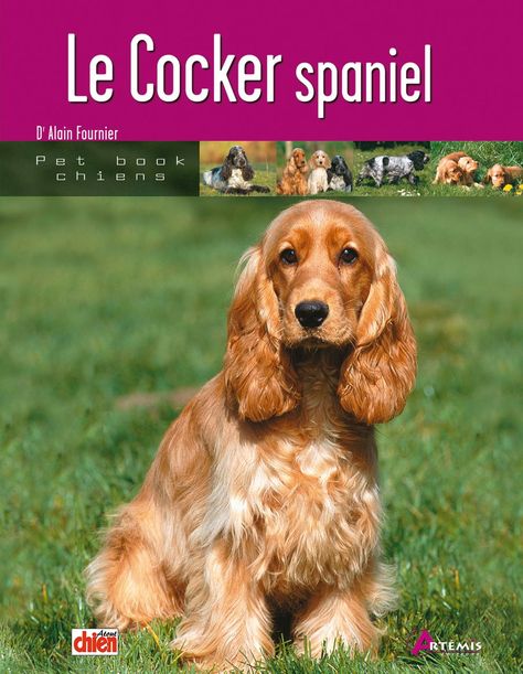 Cocker Spaniel Anglais, English Cocker, English Cocker Spaniel, Animal Books, Cocker Spaniel, Dressage, Spaniel, Golden Retriever, Puppies