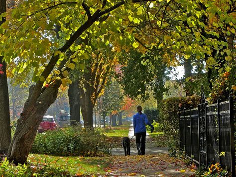 Oak Park, Illinois USA | Flickr - Photo Sharing! Oak Park Illinois, Prairie School, Park River, River Forest, Oak Park, November 8, Windy City, Park Bench, Illinois