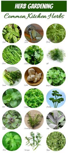 This handy chart makes Herb Identification a snap. #herbidentification #kitchenherbs Herb Identification, Windowsill Herb Garden, Growing Food Indoors, Types Of Herbs, Herb Gardening, Kitchen Herbs, Indoor Herb Garden, Herbs Indoors, Plant Identification