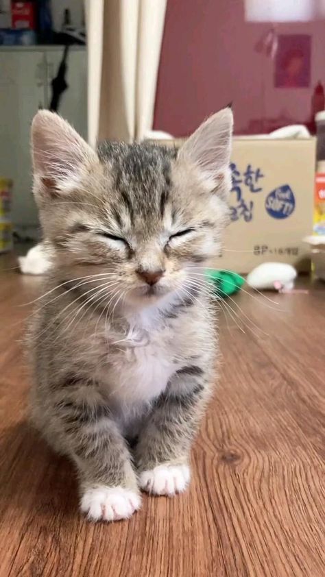 Super Cute Kittens, Kitten Photos, Cute Little Kittens, Fell Asleep, Awesome Videos, Super Cute Animals, Adorable Cats, Cat Room