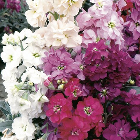 Matthiola Incana, Spring Blooming Flowers, Cat Safe Plants, List Of Flowers, Line Flower, Garden Club, Royal Purple, Blooming Flowers, Ontario Canada