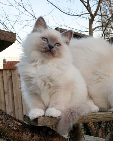 Birman Cat Kitten, Birman Cat Aesthetic, Birman Kittens, Best Cat Litter, Most Beautiful Cat, Pro Plan, Birman Cat, Purina Pro Plan, Cute Cat Breeds