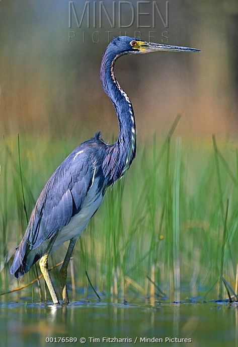 Tricolored Heron stock photo Blue Colour Images, Heron Photography, Tricolored Heron, Photographer Portfolio, Animal Behavior, Colour Images, Us Images, Tri Color, North America