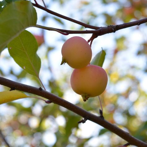 Mother Tree, Tian Shan, Apricot Tree, Studying Food, Fresh Cheese, Carrot Salad, Dried Apples, Wild Apple, Fried Dough