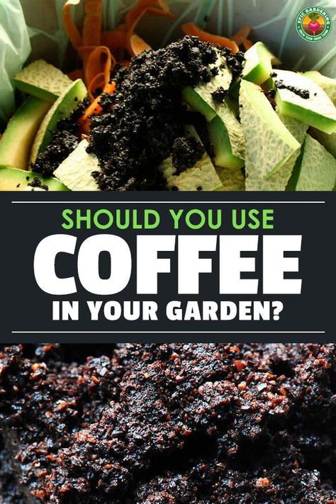 Is Coffee Good For Plants, Witchcraft Jars, Coffee For Plants, Coffee Grounds For Plants, Coffee In The Garden, Coffee Grounds As Fertilizer, Used Coffee Grounds, Plants Tips, Easy Gardening