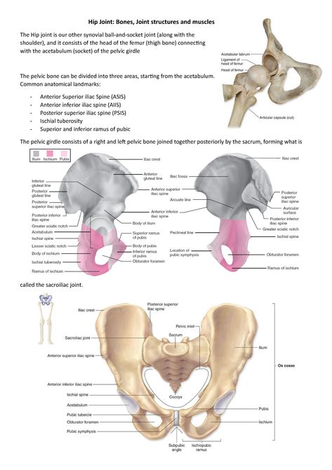 Week 8 Hip Joint Bones Joint structures and muscles - Hip Joint: Bones, Joint structures and muscles - Studocu Hip Bone Anatomy Notes, Hip Bone Anatomy Drawing, Hip Anatomy, Joints Anatomy, Sport Supplements, Radiologic Technologist, Basic Anatomy, Elementary Physical Education, Hip Fracture