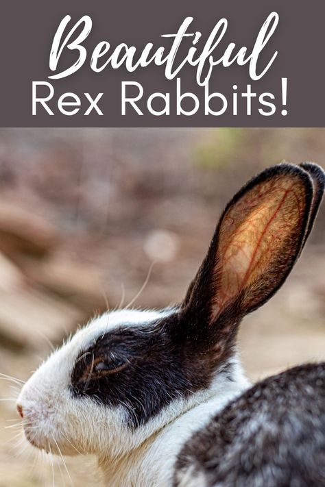 Are you a pet lover who wants a rabbit as your latest fur baby? With several breeds to choose from, picking the breed that will best suit your home and personality can be a little challenging. Rex Rabbits are some of the more popular choices. However, if size is one of the considerations for your choice, you might wonder how big Rex Rabbits get. Let’s talk about this bun type to help you determine if they’re what you’re looking for in a pet. Types Of Bunnies, California Rabbit, Dutch Rabbits, Rex Bunny, Rex Rabbits, Can Your Pet, Rare Rabbit, Dutch Rabbit, Rabbit Life