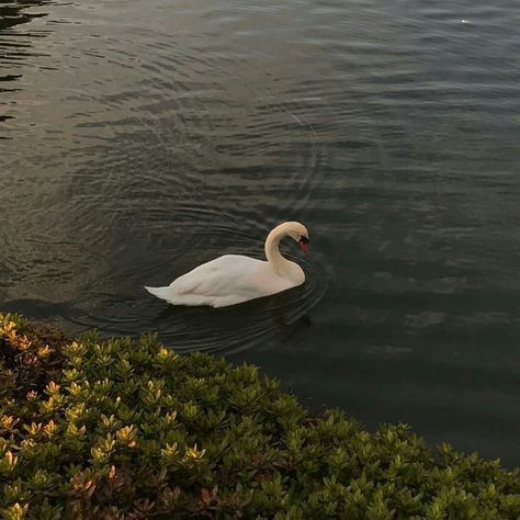 Green Swan, Out Of Time, White Swan, On My Mind, Small Towns, My Mind, Lake, Green, White