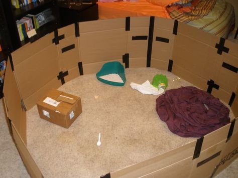 Rat Playpen, Playhouse Cardboard, Playpen Ideas, Cardboard Diy, Gerbil, Play House, Rats, Photo Storage, Ios