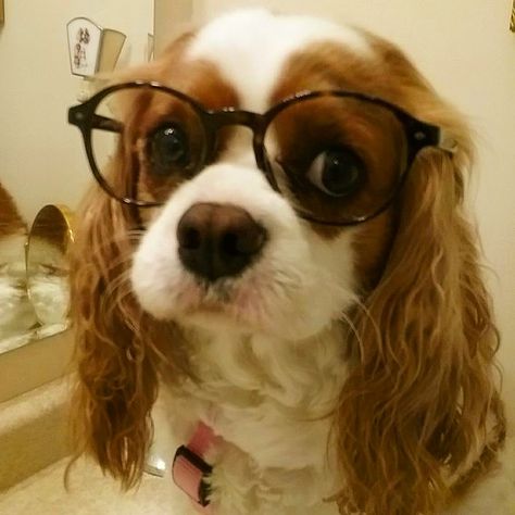 Cavalier Spaniel, Wearing Glasses, Charles Spaniel, King Charles, Spaniel