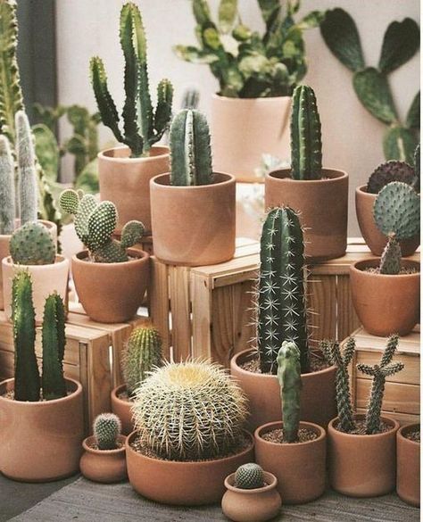 Cactus Aesthetic, Cactus Indoor, Diy Cactus, Indoor Cactus, Cactus Pot, Cactus Decor, Garden Types, Plant Decor Indoor, Cactus Plant