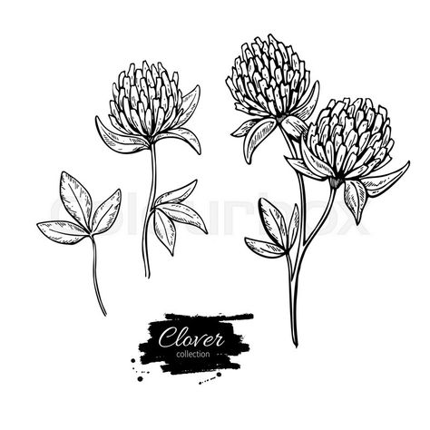 Dandelion Drawing, Clover Tattoos, Engraved Flower, Mixed Media Crafts, Clover Flower, Plant Drawing, Vector Drawing, Plant Illustration, Drawing Set