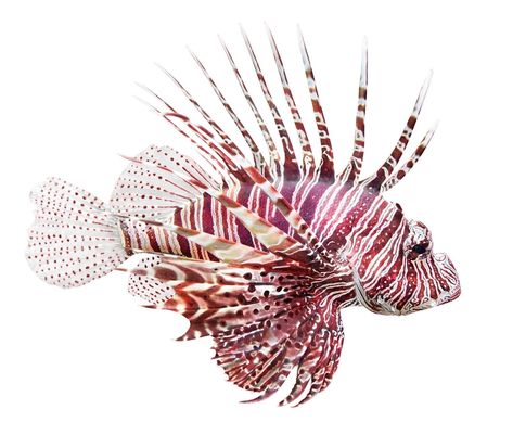 Beautiful Tropical Fish, Creature Marine, Tropical Fish Aquarium, Tropical Fish Tanks, Artistic Ideas, Discus Fish, Watercolor Fish, Lion Fish, Fish Illustration