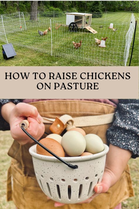 Pasture Chicken Coop, Chicken Free Range Ideas, Chicken Pasture Ideas, Pasture Raised Chickens, Free Range Chicken Coop Ideas, Pasture Chickens, Chicken Pasture, Free Range Chickens Coop, What To Feed Chickens