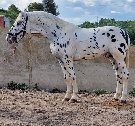 Leopard Pattern. Beautiful! Grey Appaloosa, Horse Appaloosa, Bay Leopard Appaloosa, Snowflake Appaloosa, Black Leopard Appaloosa, Appaloosa Horses Leopard, Leopard Appaloosa, White Horse With Black Spots, Few Spotted Appaloosa