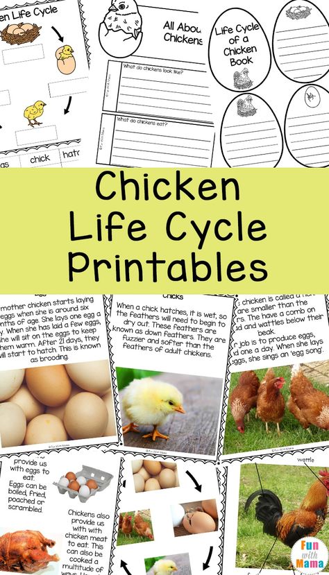 Chicken life cycle activities and worksheets Chicken Life Cycles Preschool, Chick Life Cycle, Life Cycle Of Chicken Preschool, Life Cycle Of A Chicken Craft, Chicken Life Cycle Craft, Chicken Life Cycle Worksheet, Chicken Life Cycle Activities, Egg To Chicken Life Cycle, The Very Hungry Caterpillar Activities