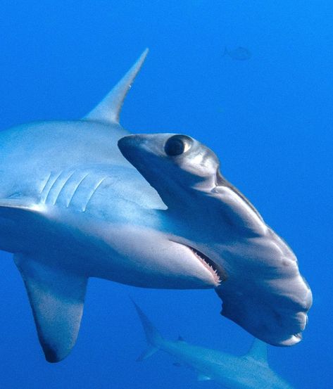 Scallop head Hammerhead Hammerhead Shark Aesthetic, Smooth Hammerhead Shark, Scalloped Hammerhead Shark, Hammerhead Shark Photography, Sharks From Above, Shark Head, Hammer Head, Hammerhead Shark, Deep Sea Creatures