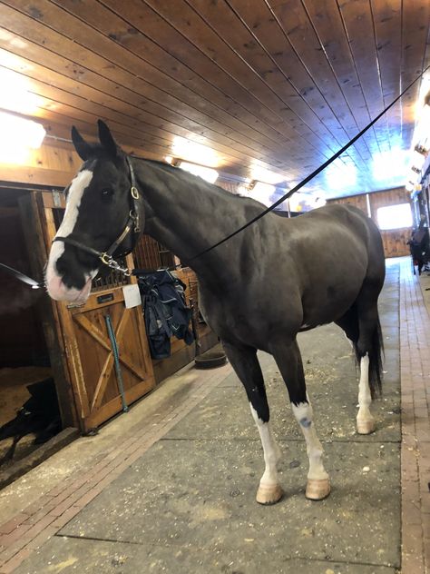 Lesson Horse, Reining Horse Aesthetic, Holsteiner Horse, Hanoverian Horses, Dark Bay Horse Aesthetic, Horse Grooming Kit, Hanoverian Horses Black, English Horse, Black Horses