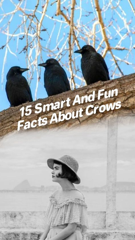 We mostly find crows in stories as a representation of bad luck. The crows play the symbolism and foreshadowing of bad things that are about to happen. Well, we will get to the reason why it is so in a minute. Crows are fascinating creatures and here are 15 fun facts about crows you need to know that will show you how smart they are. #awesomefacts #awesomefactsunbelievable #awesomefactsmindblowing #awesomefactsforkids #doyouknowfactsawesome #unbelievablefactsmindblowingawesome Crow Facts, Group Of Crows, Scary Birds, Tumblr Stories, The Crows, Bottlenose Dolphin, Genetic Mutation, Bad Things, Bad Luck