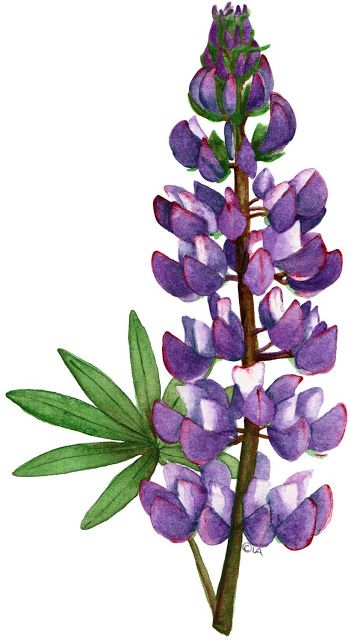 http://www.silvitablanco.com.ar/imagen/cartoon.htm Lupin Flower, Lupine Flowers, Acrylic Painting Inspiration, Flowers Paintings, Maine Art, Watercolor Flower Art, 수채화 그림, Flower Clipart, Flower Clip