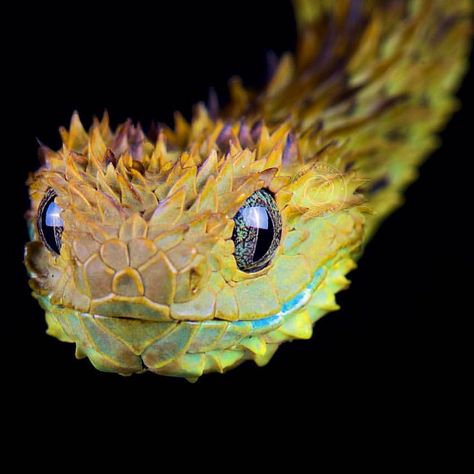 Smiley Spiny Bush Viper (Atheris spp.) via 📸 @mgkuypers 🐉 ••• These venomous 💉 vipers have a unique look with their distinctive large… Spiny Bush Viper, Fantasy Reptile, African Bush Viper, Reptile Reference, Bush Viper, Animated Poster, Hunter Design, Viper Snake, Gorgeous Animals